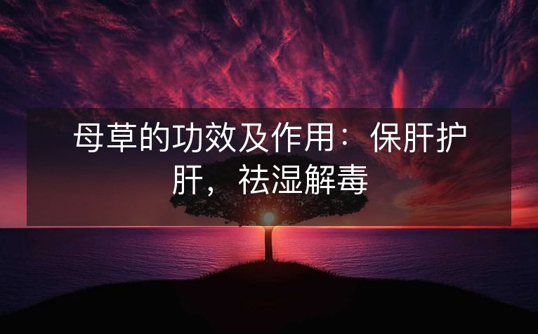 母草的功效及作用:保肝护肝,祛湿解毒 母草的功效及作用:保肝护肝,祛湿解毒